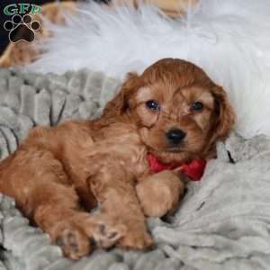 Rusty, Cavapoo Puppy